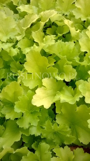 Żurawka ogrodowa „Lime Rockey” (Heuchera hybrida)